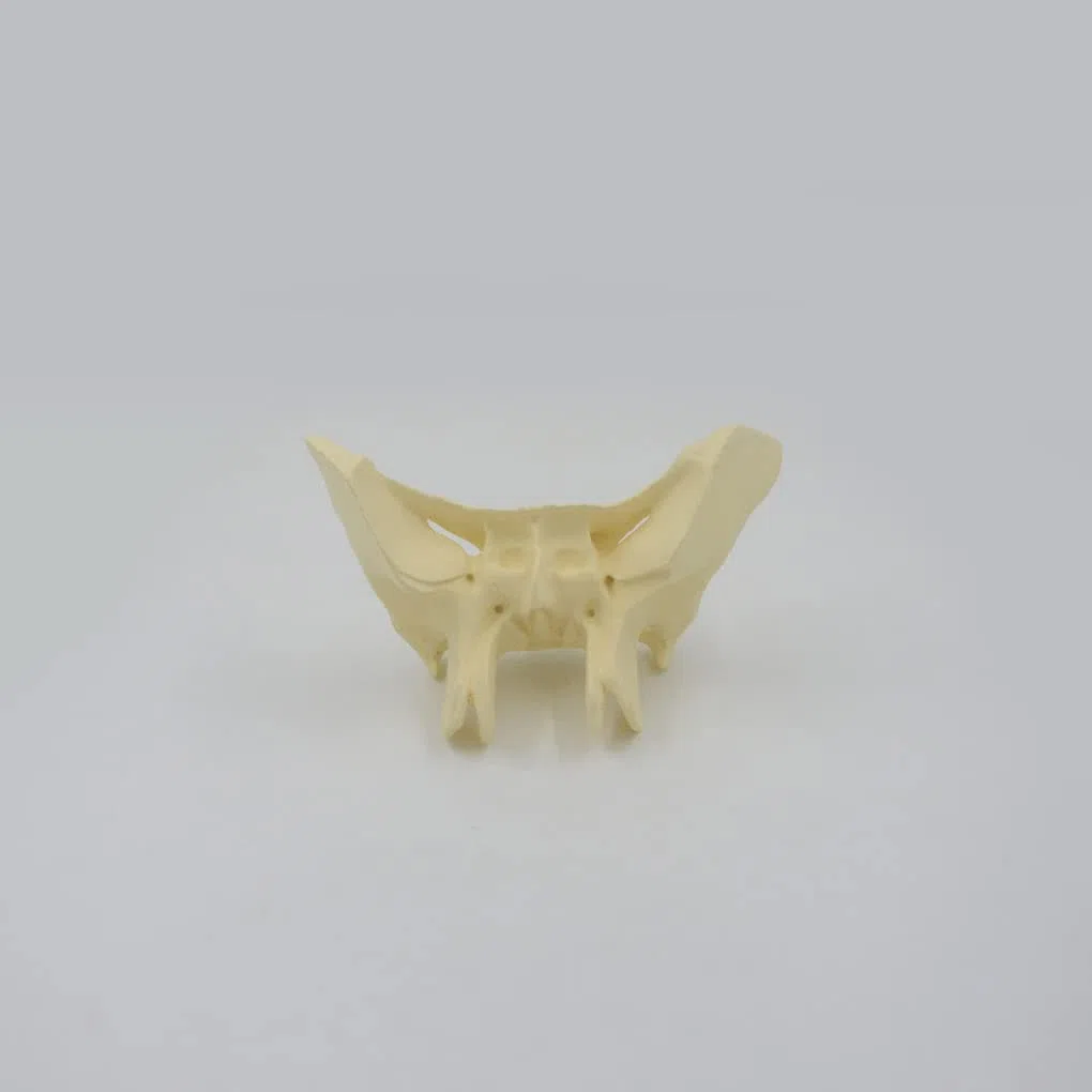 Vergrößertes Modell Des Sphenoidknochens, Menschliches Sphenoid -Knochenmodell, Das Aus Einem Echten Menschlichen Sphenoid -Knochen -Exemplar -Replikat -Anatomie -Modell 24.5*10*16 Cm Gegossen Wird