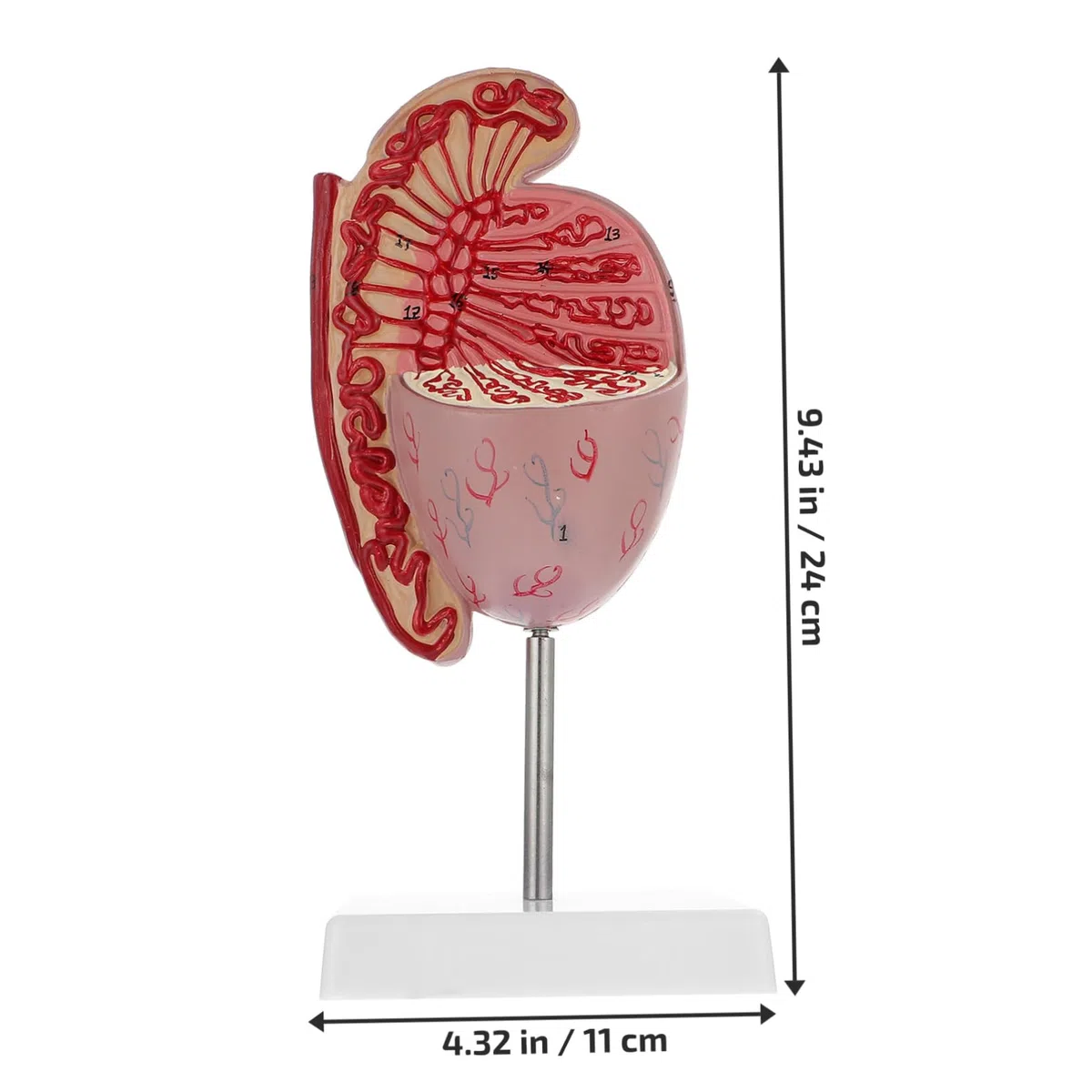 Männliches Anatomiemodell Flexibles Lehrmittel Für Humanorgane Material Realistische Details Für Anatomieunterricht Und Ausbildung Für Schüler Und Interessierte