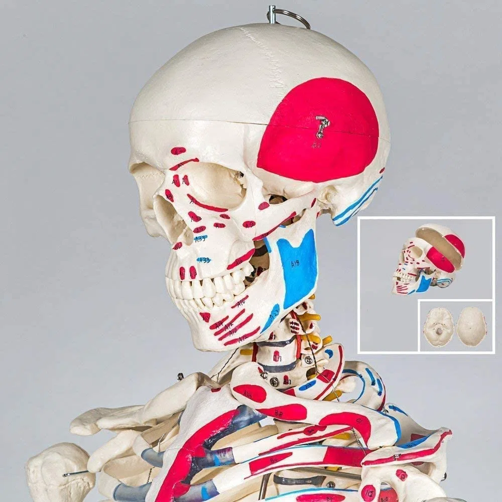 Professionelles weißes Skeleton-Skeleton-Modell anatomischer Skeleton 85cm Höhe, für medizinische Ausbildung, Krankenhauskliniken PVC-Material