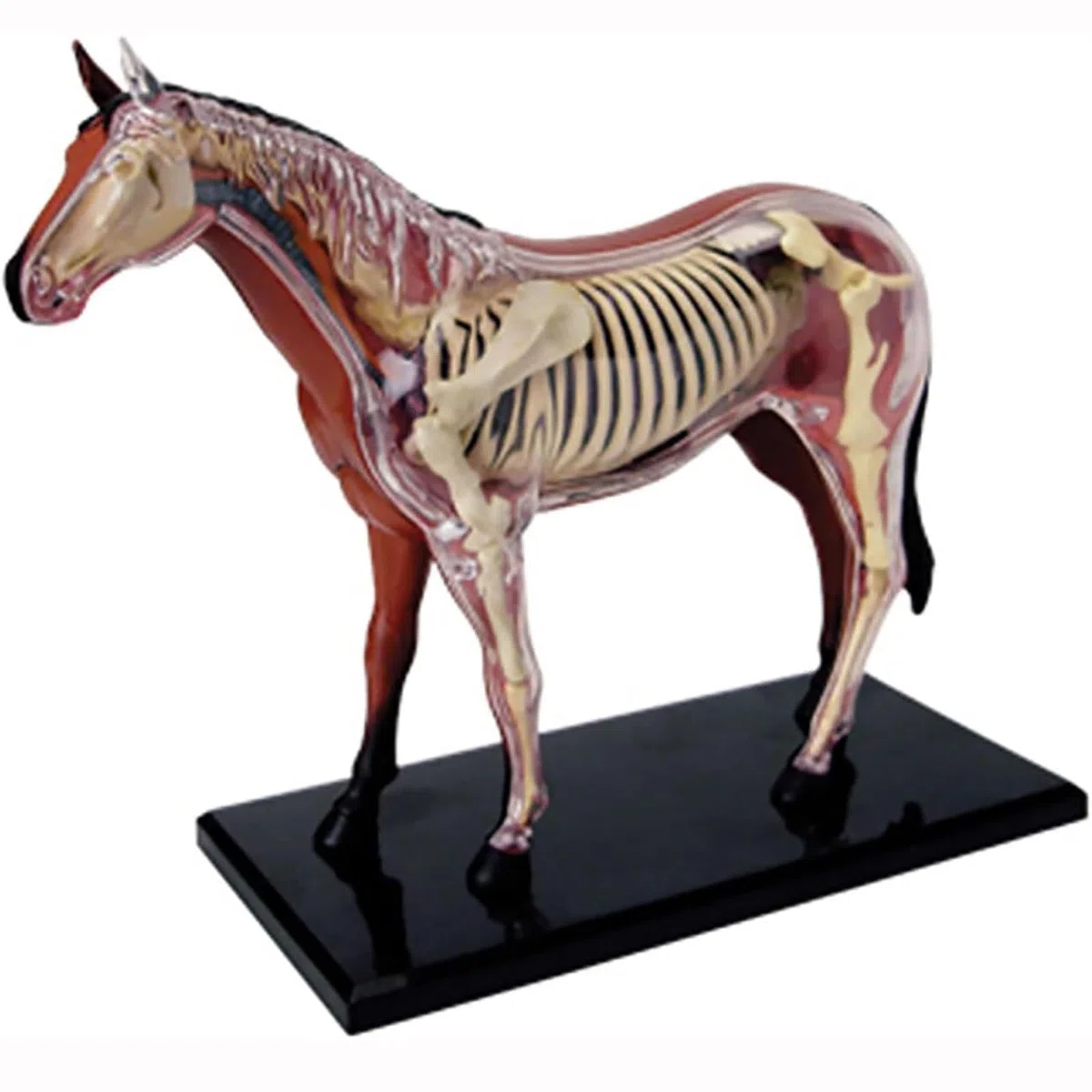 4D Pferd Anatomie Modell - Tier Skelett Probe, abnehmbare Biologie, 26 Teile für Tierklinik Tierarzt AusbildungSchule Lehre