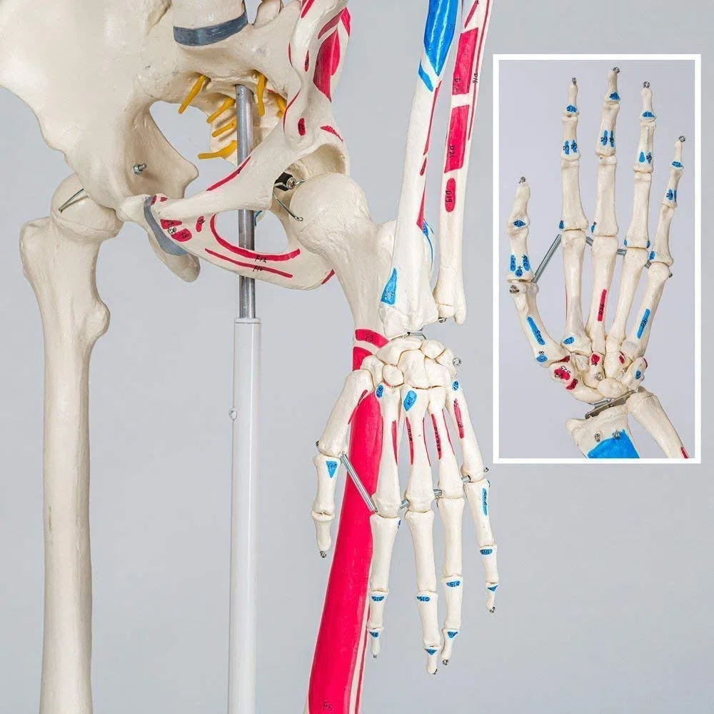 Professionelles weißes Skeleton-Skeleton-Modell anatomischer Skeleton 85cm Höhe, für medizinische Ausbildung, Krankenhauskliniken PVC-Material