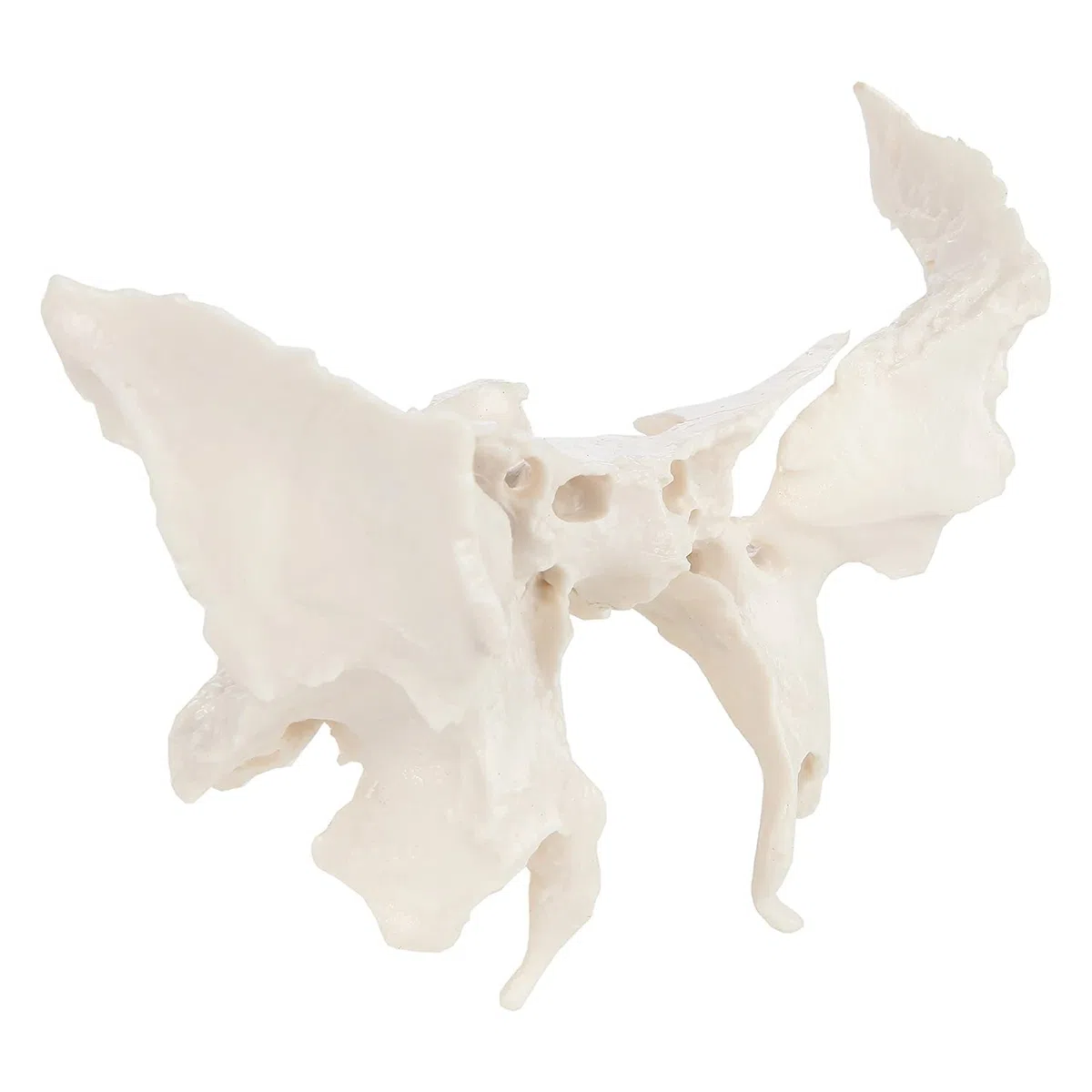 Vergrößertes Modell Des Sphenoidknochens, Menschliches Sphenoid -Knochenmodell, Das Aus Einem Echten Menschlichen Sphenoid -Knochen -Exemplar -Replikat -Anatomie -Modell 24.5*10*16 Cm Gegossen Wird