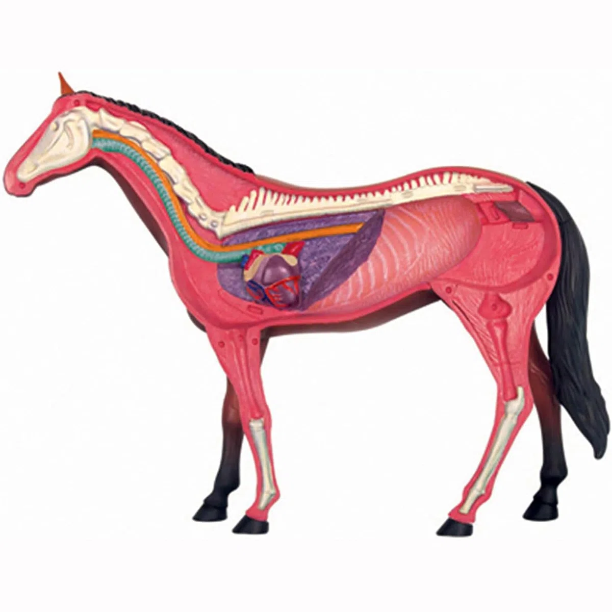 4D Pferd Anatomie Modell - Tier Skelett Probe, abnehmbare Biologie, 26 Teile für Tierklinik Tierarzt AusbildungSchule Lehre