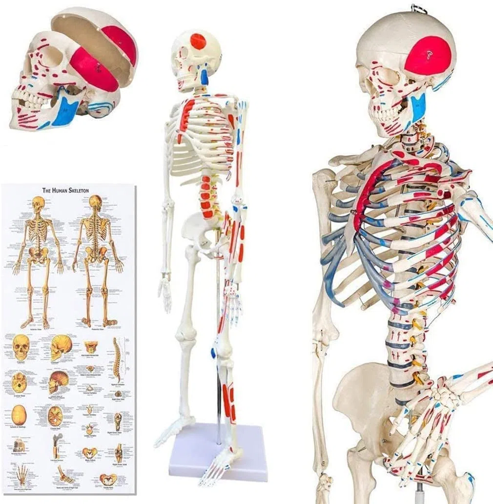 Professionelles weißes Skeleton-Skeleton-Modell anatomischer Skeleton 85cm Höhe, für medizinische Ausbildung, Krankenhauskliniken PVC-Material
