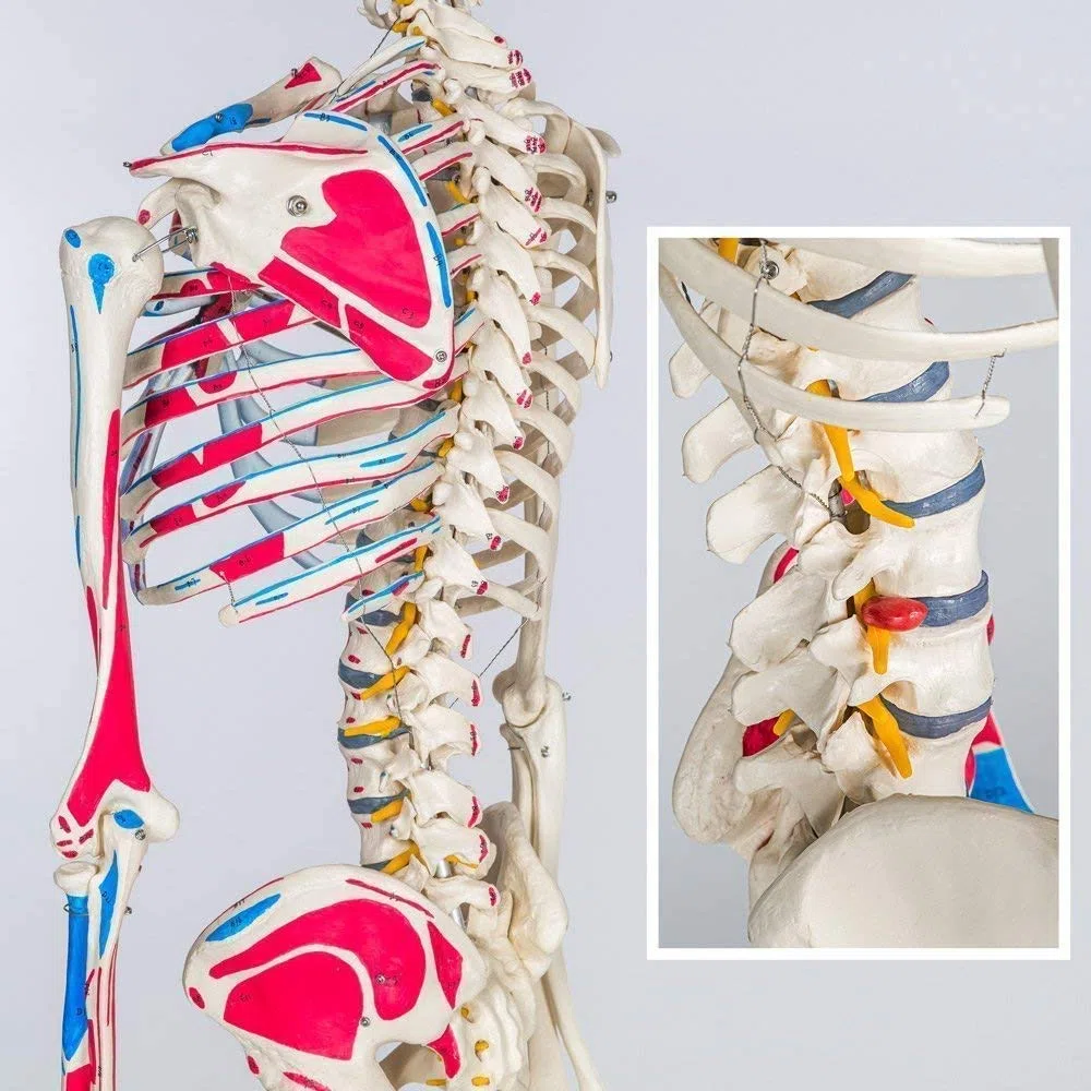 Professionelles weißes Skeleton-Skeleton-Modell anatomischer Skeleton 85cm Höhe, für medizinische Ausbildung, Krankenhauskliniken PVC-Material