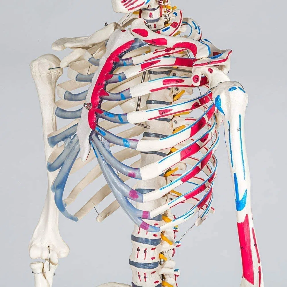 Professionelles weißes Skeleton-Skeleton-Modell anatomischer Skeleton 85cm Höhe, für medizinische Ausbildung, Krankenhauskliniken PVC-Material