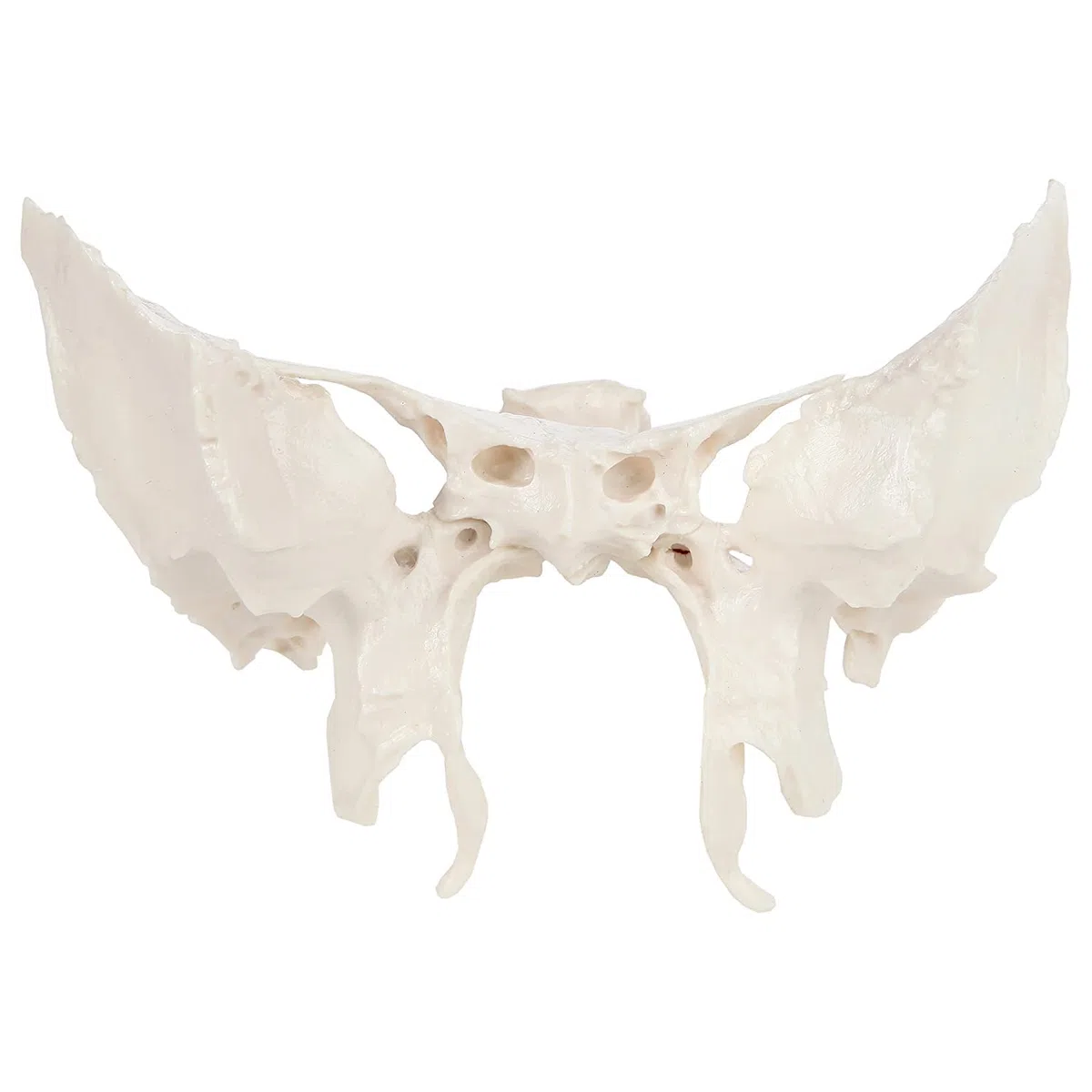 Vergrößertes Modell Des Sphenoidknochens, Menschliches Sphenoid -Knochenmodell, Das Aus Einem Echten Menschlichen Sphenoid -Knochen -Exemplar -Replikat -Anatomie -Modell 24.5*10*16 Cm Gegossen Wird