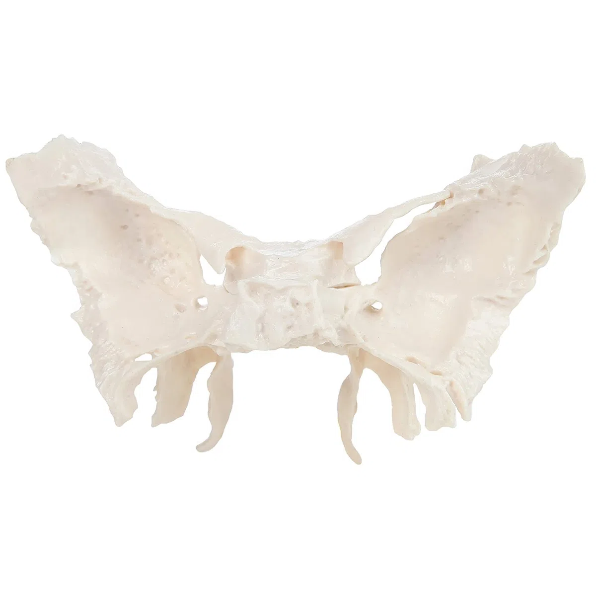 Vergrößertes Modell Des Sphenoidknochens, Menschliches Sphenoid -Knochenmodell, Das Aus Einem Echten Menschlichen Sphenoid -Knochen -Exemplar -Replikat -Anatomie -Modell 24.5*10*16 Cm Gegossen Wird