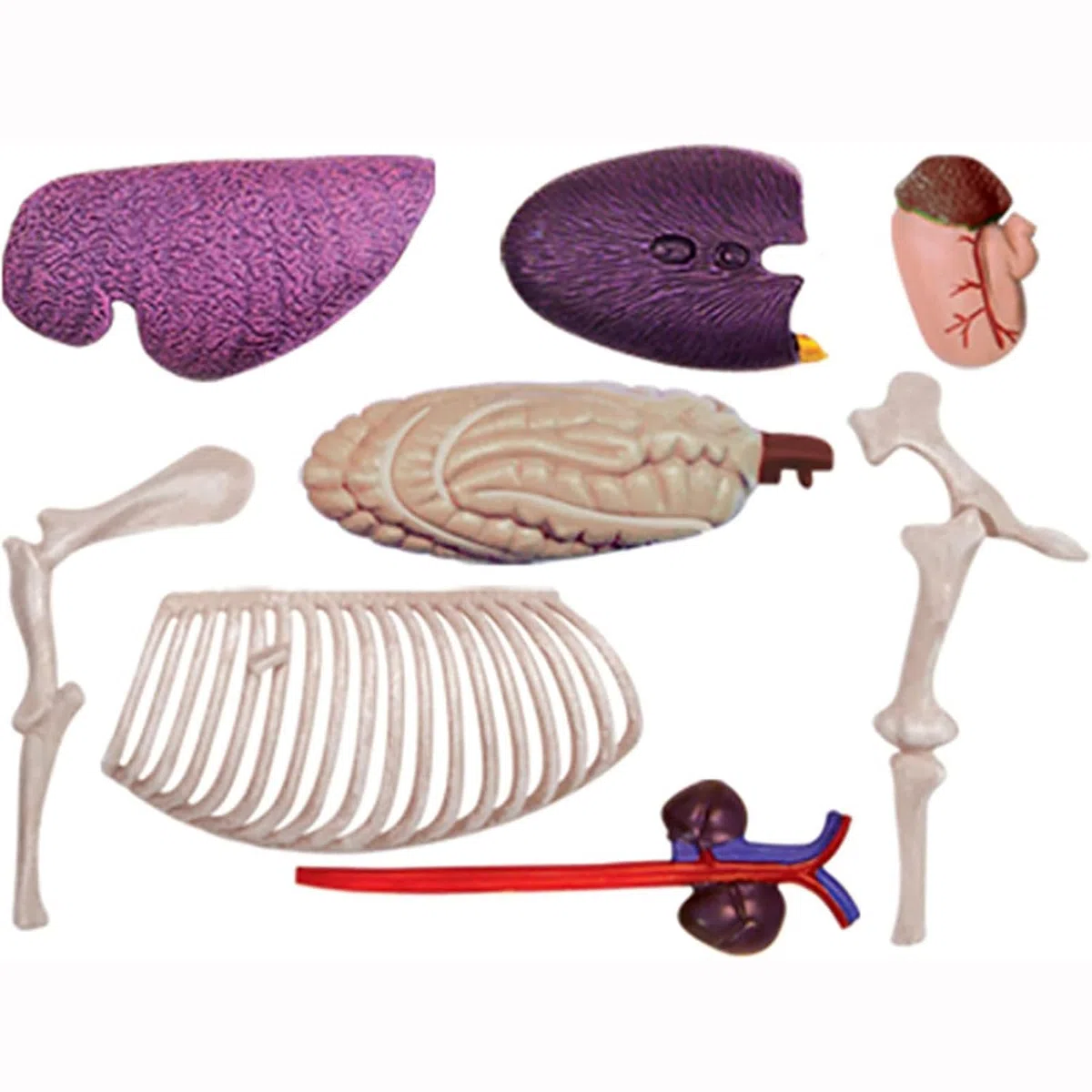 4D Pferd Anatomie Modell - Tier Skelett Probe, abnehmbare Biologie, 26 Teile für Tierklinik Tierarzt AusbildungSchule Lehre