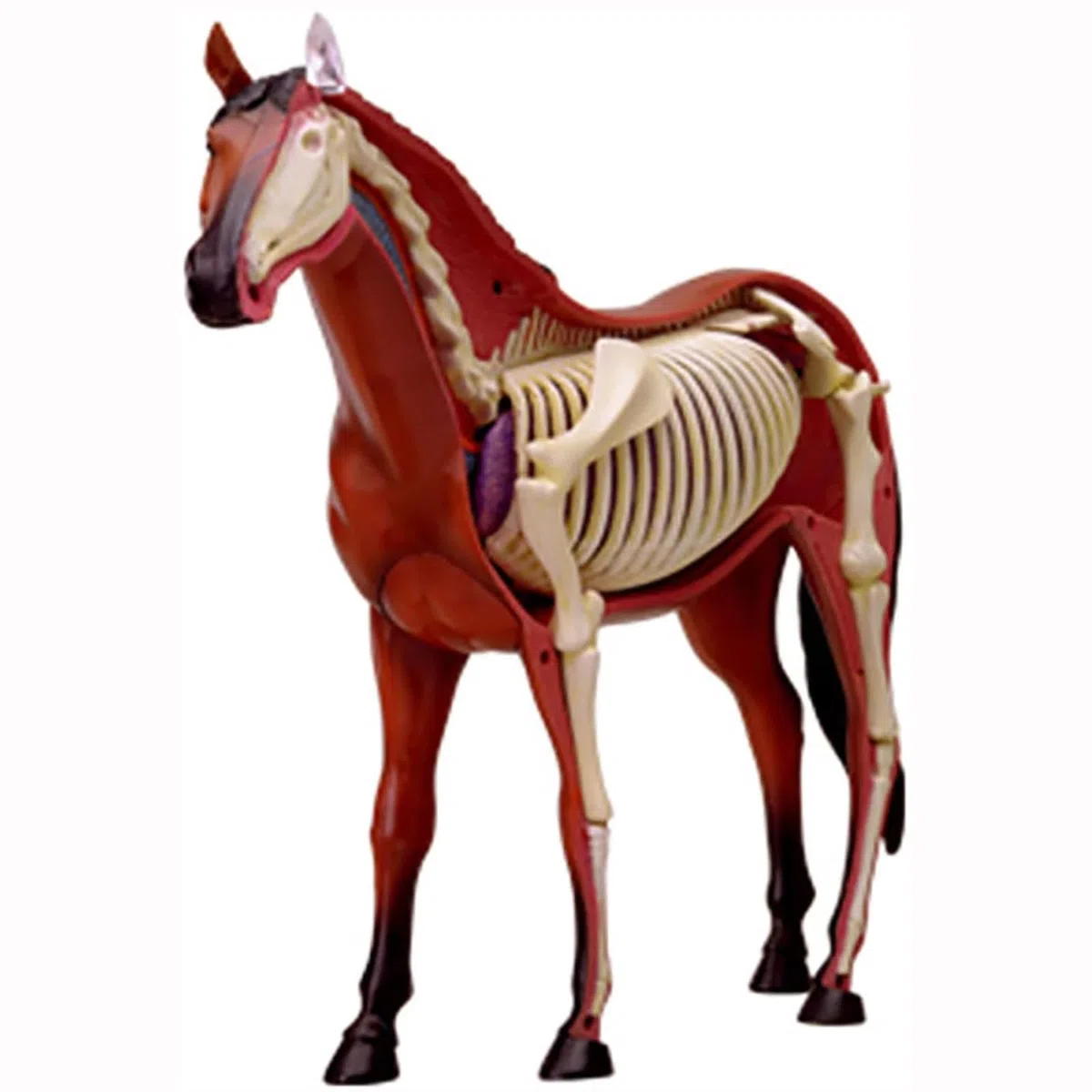4D Pferd Anatomie Modell - Tier Skelett Probe, abnehmbare Biologie, 26 Teile für Tierklinik Tierarzt AusbildungSchule Lehre